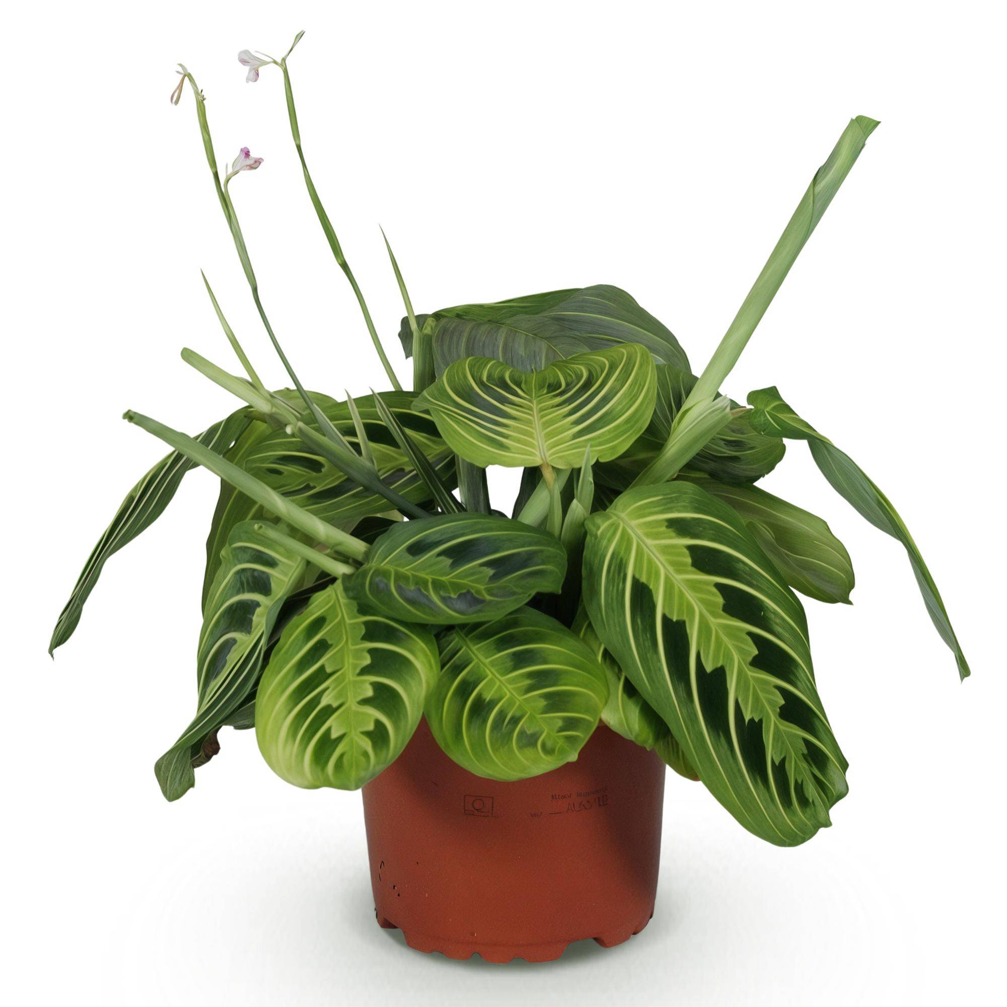 Maranta Fascinator Lemon Lime - Pet-friendly - Plante de prière - Pot de 12cm - Hauteur 25-35cm - 1 plante - Sans cache-pot - Plantes d'intérieur - Image 2