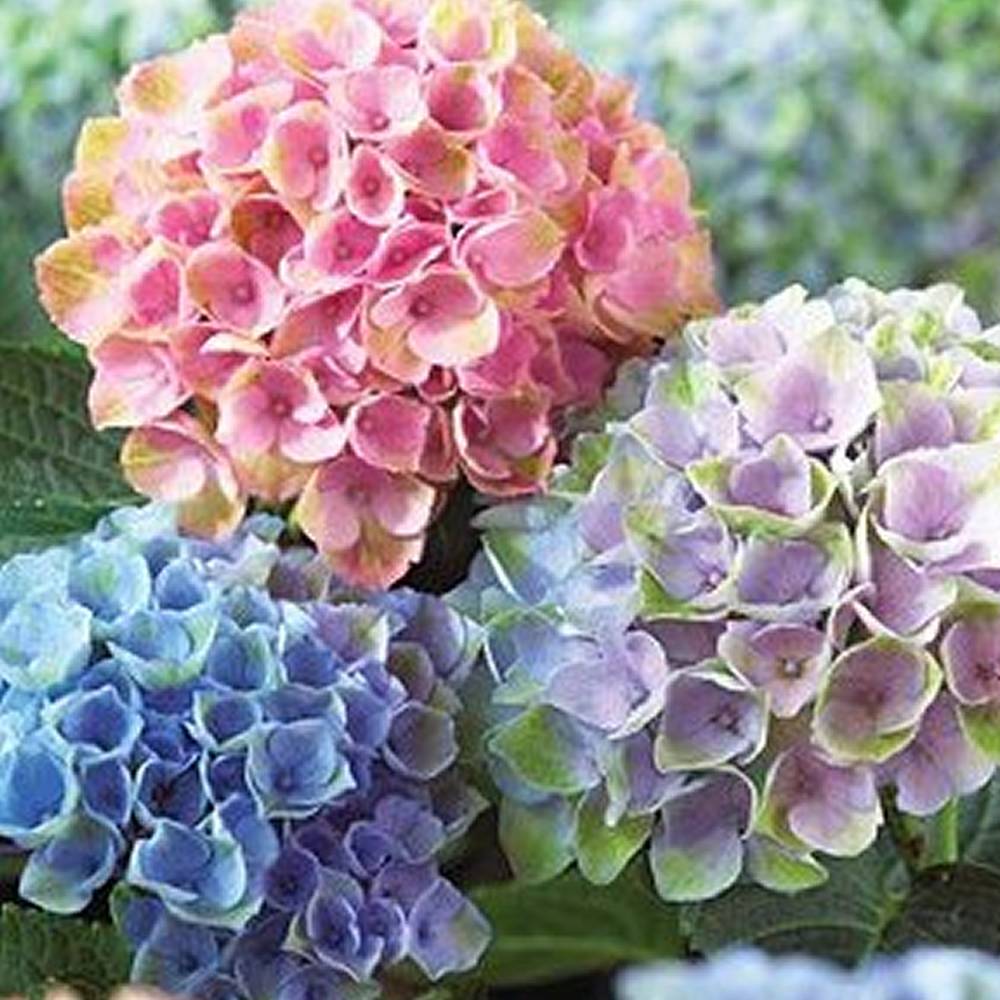 Gardenersdream - 3 x hortensias en lot arbuste à feuilles caduques plante vivace en pot - GardenersDream - Image 2