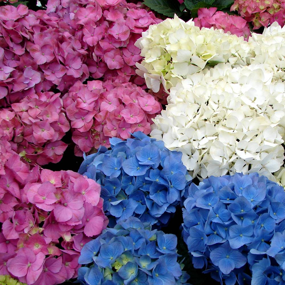 Gardenersdream - 3 x hortensias en lot arbuste à feuilles caduques plante vivace en pot - GardenersDream - Image 1