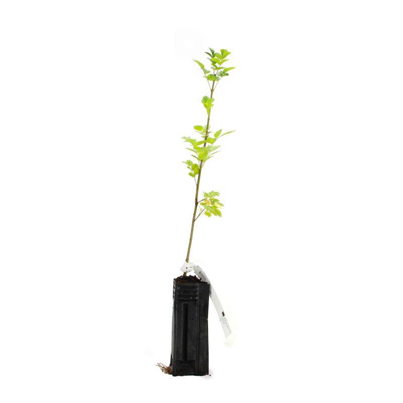 Frêne à fleurs (Fraxinus ornus) - Godet - Taille 13/25cm - Pépinières Naudet - Image 3