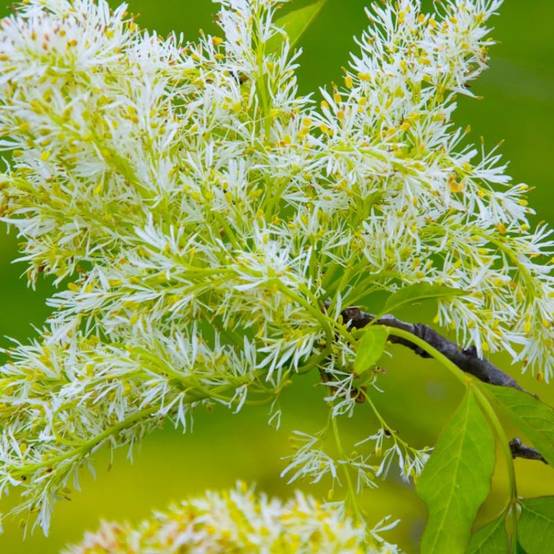 Frêne à fleurs (Fraxinus ornus) - Godet - Taille 13/25cm - Pépinières Naudet - Image 2