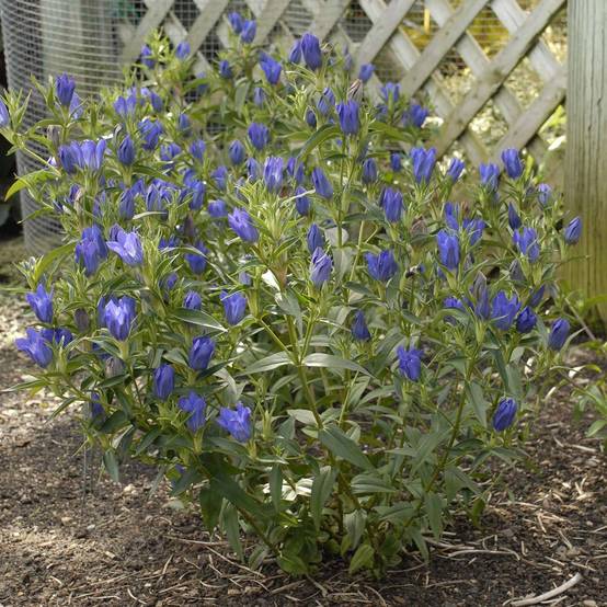 Promesse de Fleurs - Gentiana True Blue - Gentiane Godet de 8/9 cm