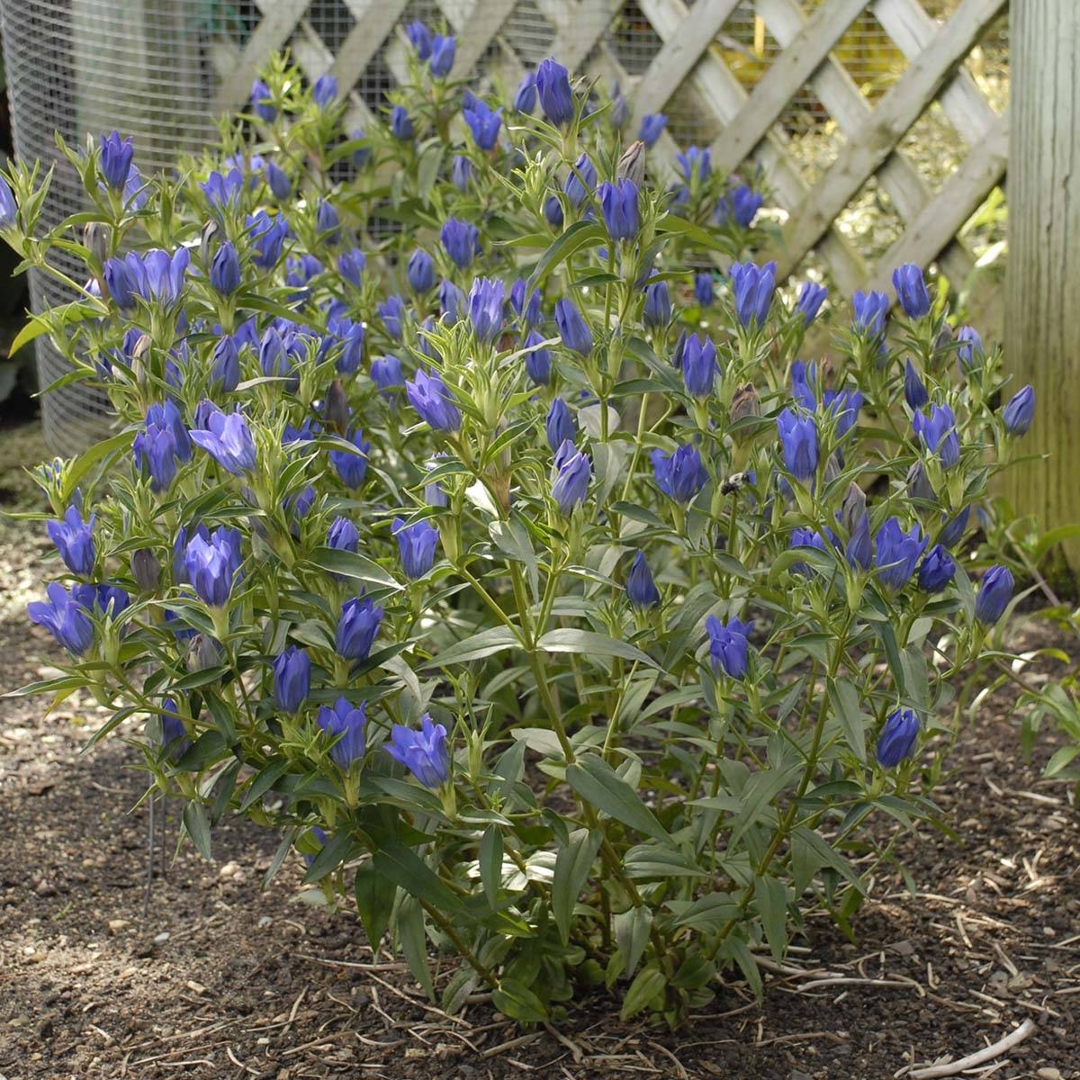 Gentiana True Blue - Gentiane Godet de 8/9 cm