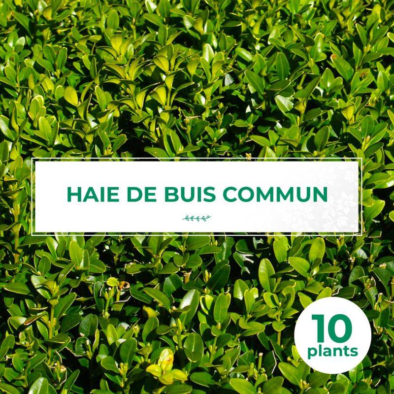 10 Buis Commun (Buxus Sempervirens) - Haie de Buis Commun -  - Pépinières Naudet