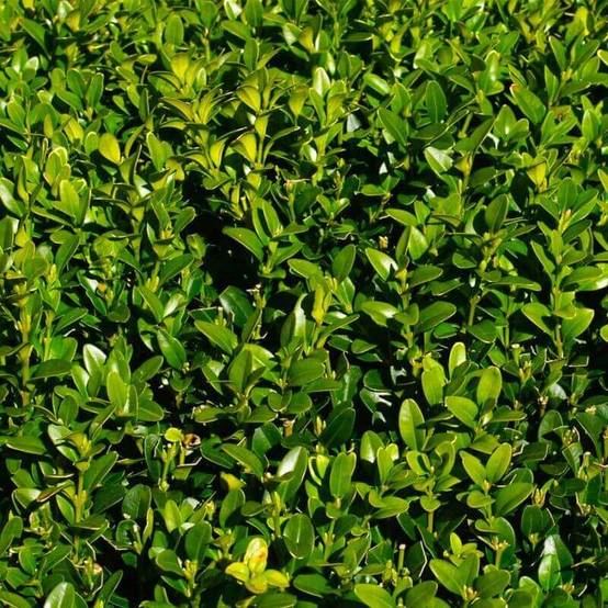 10 Buis Commun (Buxus Sempervirens) - Haie de Buis Commun - - Pépinières Naudet - Image 2