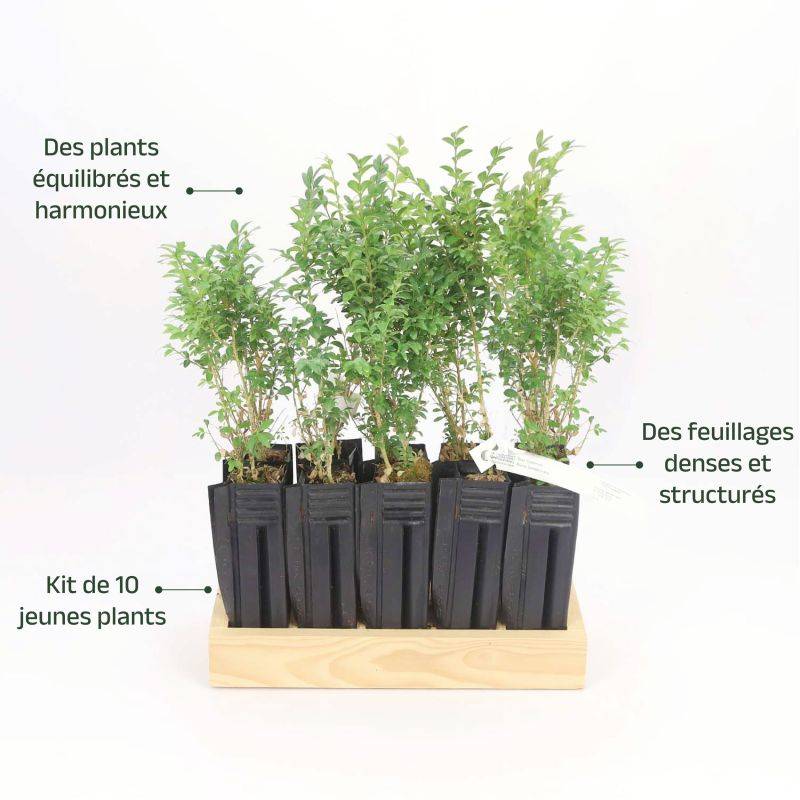 10 Buis Commun (Buxus Sempervirens) - Haie de Buis Commun -  - Pépinières Naudet - Image 4