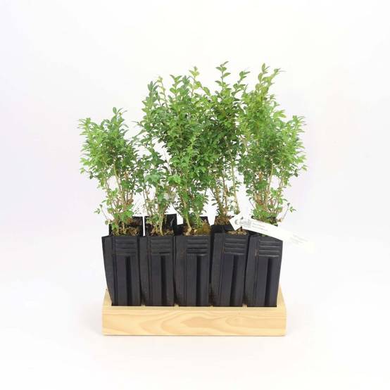 10 Buis Commun (Buxus Sempervirens) - Haie de Buis Commun - - Pépinières Naudet - Image 3