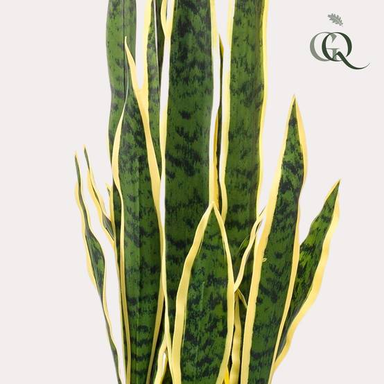Plante Artificielle Sanseveria Trifasciata Intérieur Déco 97 cm - ComfortXL Green Living - Image 2