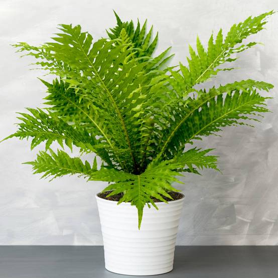 Gardenersdream - Blechnum Gibbum "Silver Lady"| Plante D'Intérieur Fougère Naine À Feuillage Persistant À Vendre | De 25 À 35 Cm En Pot - GardenersDream - Image 1