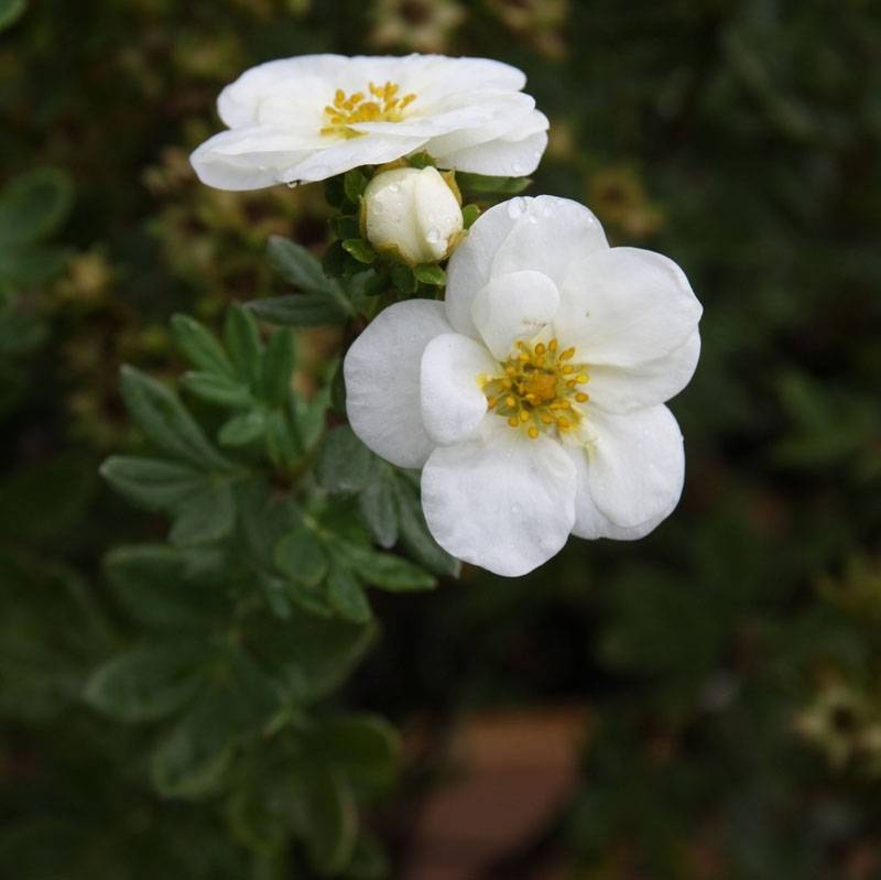 Potentilla fruticosa Creme brulée- Potentille arbustive Pot de 2L/3L - Image 1