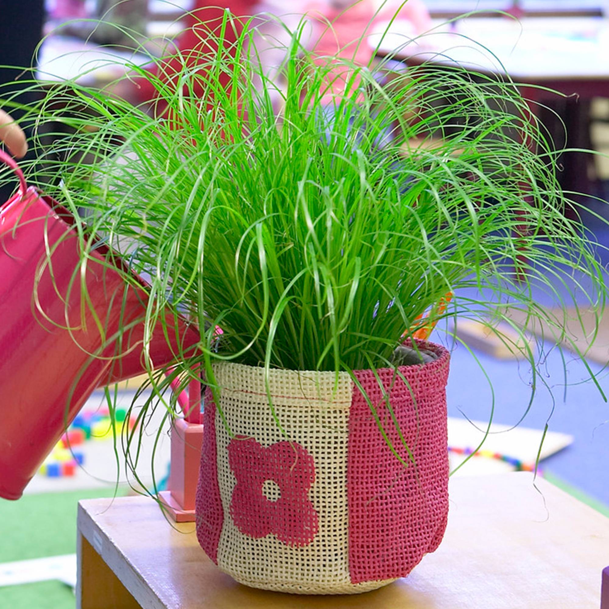 Gardenersdream - Cypérus Zumula | Herbe À Chat En Pot 20-30 Cm | Plante D'Intérieur Herbeuse Sans Danger Pour Les Chats - GardenersDream