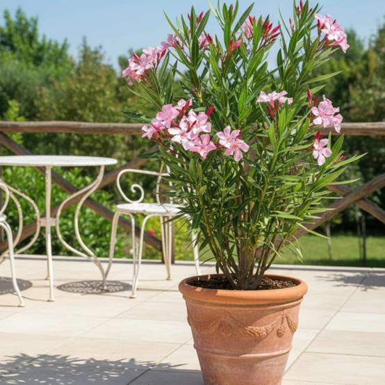 Laurier rose Villa Romaine à fleurs Rose - feuillage Semi-Persistant - Pot de 7,5L - 60/80 cm- hauteur à maturité De 1,50 m à 2,00 m - Image 3