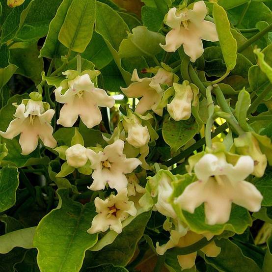 Araujia blanc, Plante cruelle à fleurs Blanche - feuillage Semi-Persistant - Pot de 1,5L - Tuteur bambou 30/60 cm- hauteur à maturité De 3,00 m à 5,0 - Image 1
