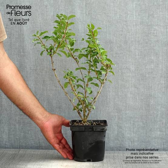 Promesse de Fleurs - Mimosa de Paris - Forsythia x intermedia Mindor Pot de 2L/3L - Image 2
