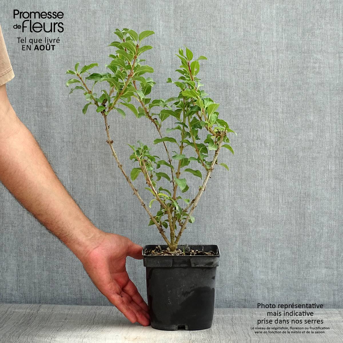 Promesse de Fleurs - Mimosa de Paris - Forsythia x intermedia Mindor Pot de 2L/3L - Image 2