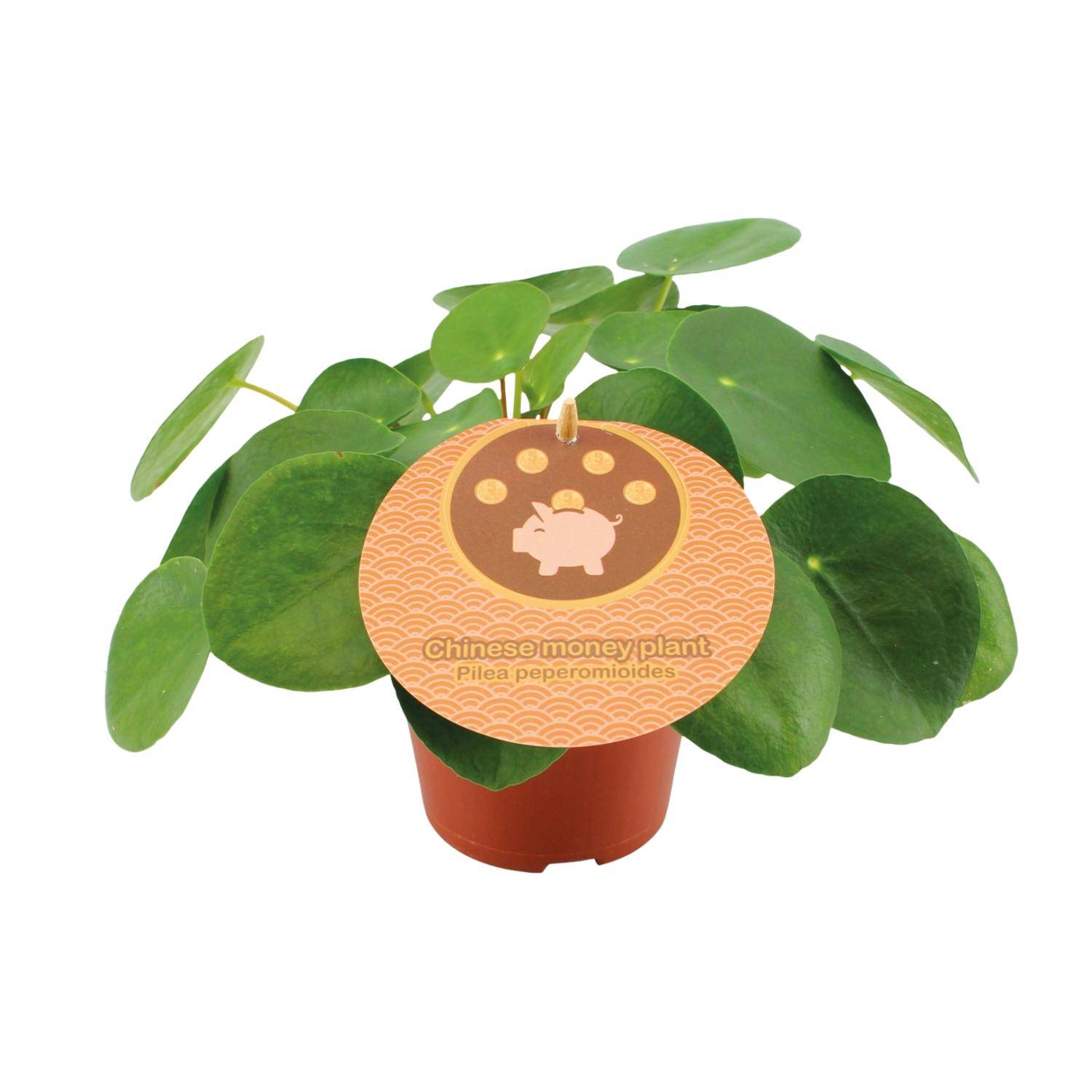 Pilea Peperomioides - Ø12cm - ↕20cm - Plantes d'intérieur - Image 1