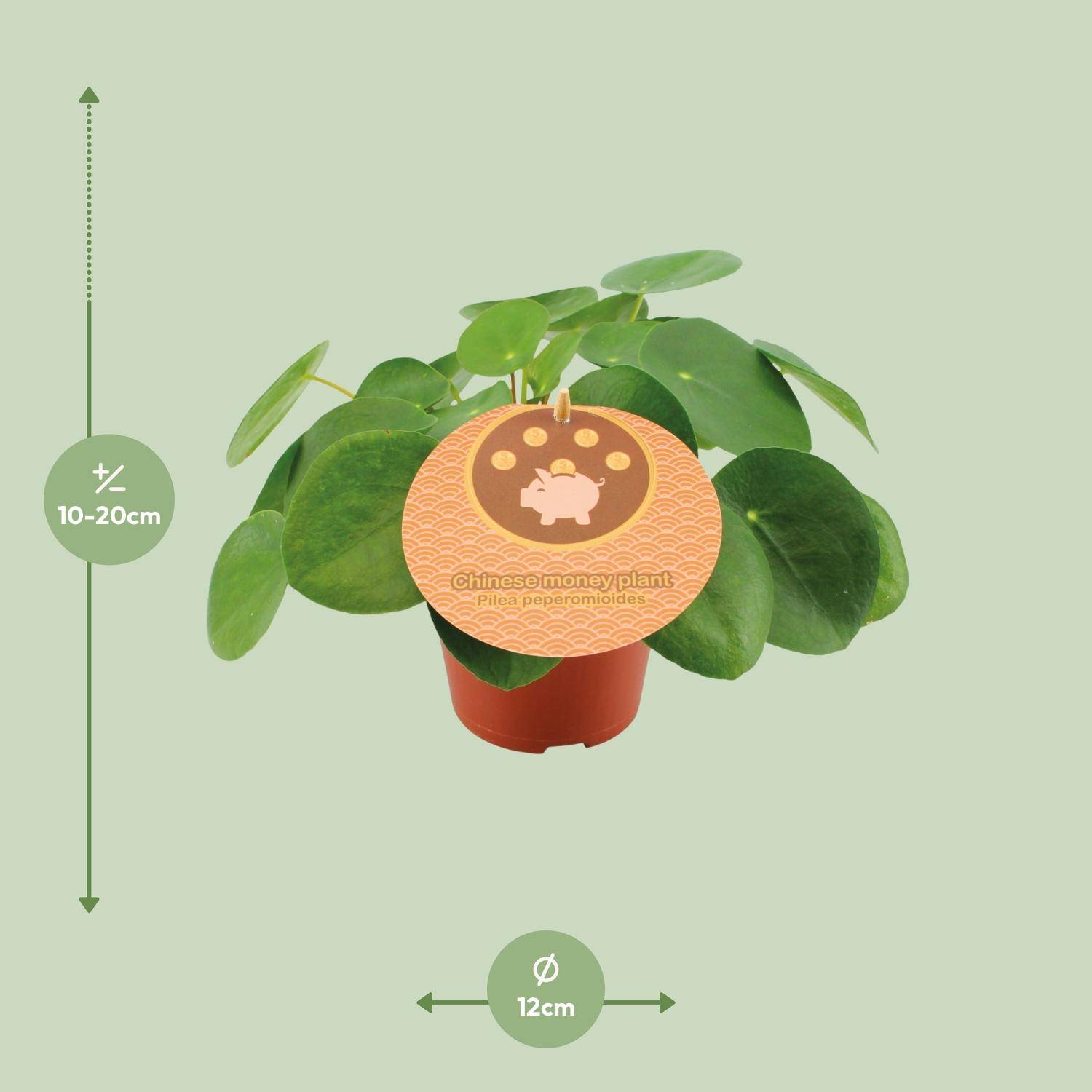 Pilea Peperomioides - Ø12cm - ↕20cm - Plantes d'intérieur - Image 2
