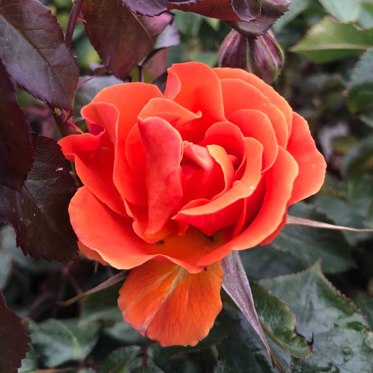 Promesse de Fleurs - Rosier à fleurs groupées François Mauriac Racines nues en motte