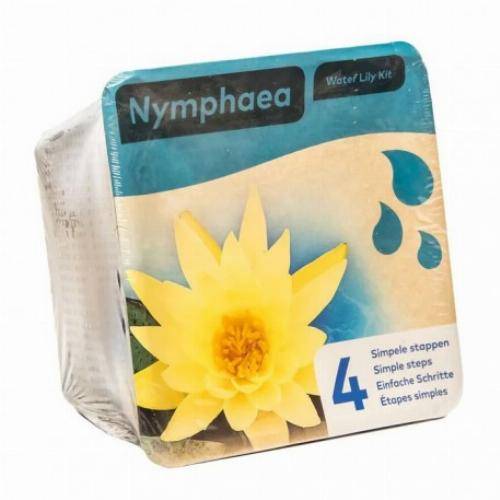 Kit Nénuphar - plante aquatique pour bassin - Jaune - Image 2