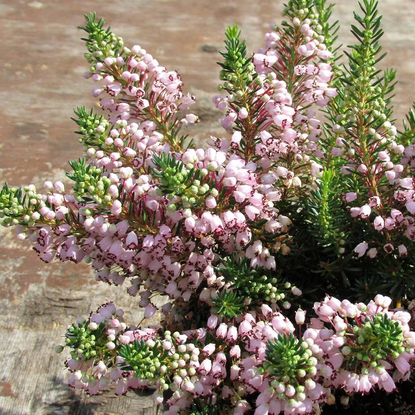 Promesse de Fleurs - Bruyère vagabonde - Erica vagans Holden Pink Pot de 10 cm/11cm
