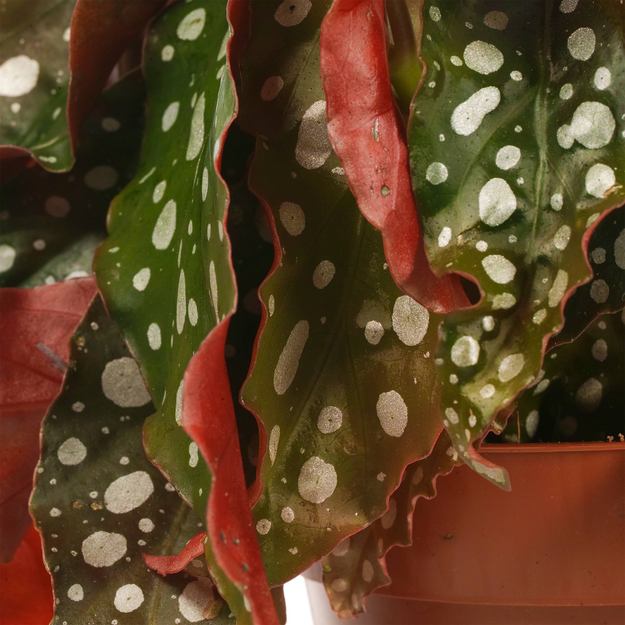 Gardenersdream - Begonia Maculata | Plante D’Intérieur En Pot Pour La Maison Ou Le Bureau | 20 - 30 Cm (Pot Inclus) - GardenersDream - Image 3