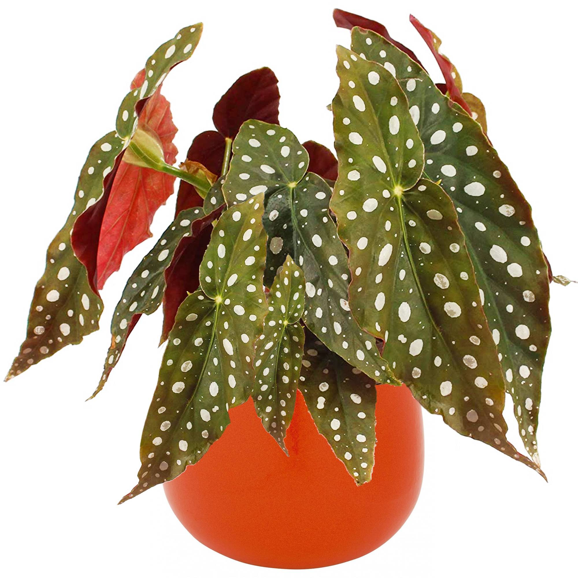 Gardenersdream - Begonia Maculata | Plante D’Intérieur En Pot Pour La Maison Ou Le Bureau | 20 - 30 Cm (Pot Inclus) - GardenersDream - Image 1