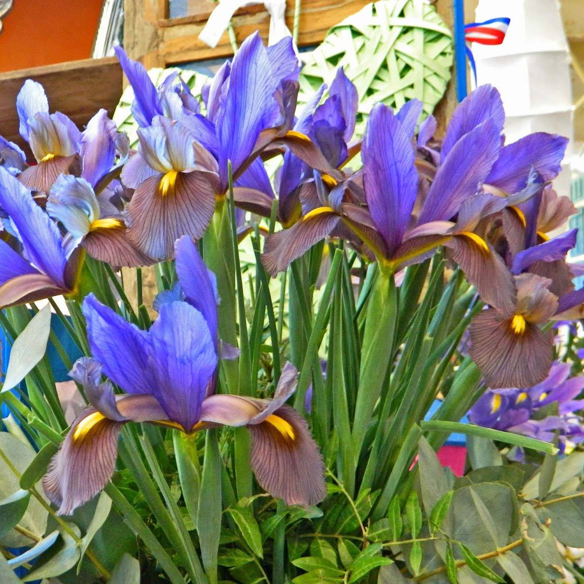 Promesse de Fleurs - Iris de Hollande Eye of the Tiger Bulbe calibre 8+ (par 15)