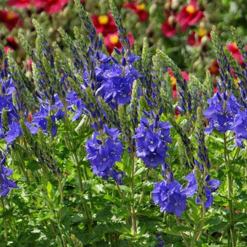 Véronique d'Autriche Royal Blue à fleurs Bleue/ - feuillage Persistant - Godet - 5/20 cm - Image 4