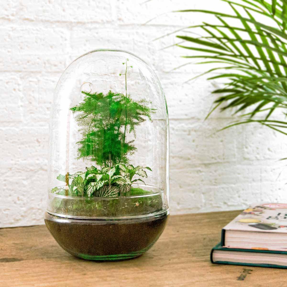 Kit Terrarium Diy - D30 H30cm - Image 4