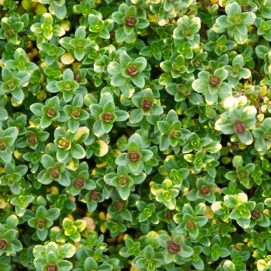 Thym hybride Doone Valley - Thymus (x) citriodorus Godet de 8/9 cm