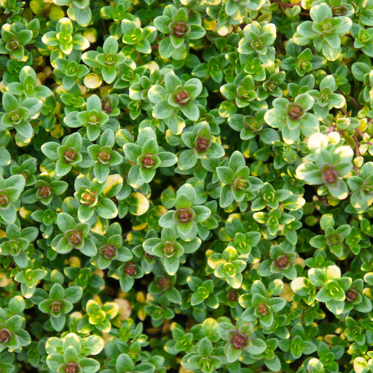 Thym hybride Doone Valley - Thymus (x) citriodorus Godet de 8/9 cm