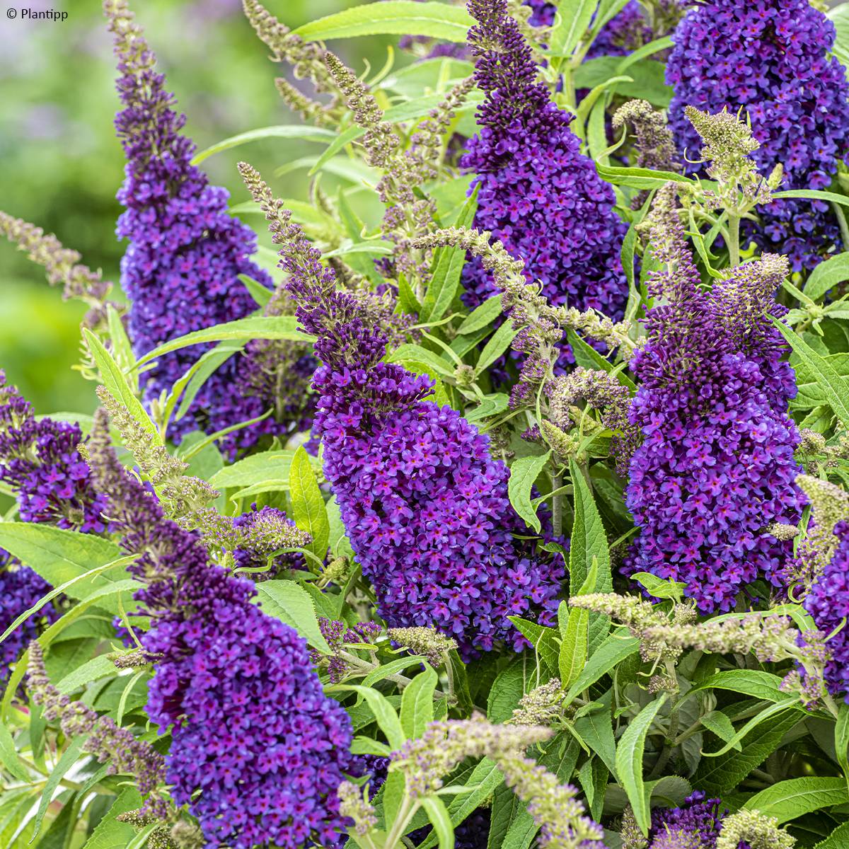 Promesse de Fleurs - Buddleja davidii Butterfly CandyLittle Purple - Arbre aux papillons nain Pot de 3L/4L - Image 1