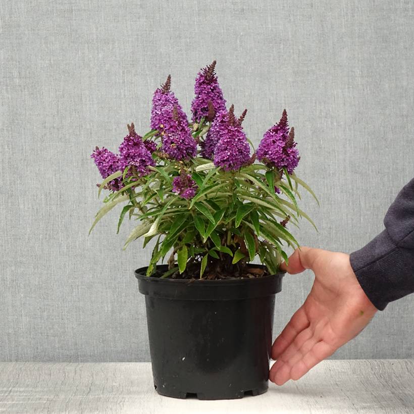 Promesse de Fleurs - Buddleja davidii Butterfly CandyLittle Purple - Arbre aux papillons nain Pot de 3L/4L - Image 2