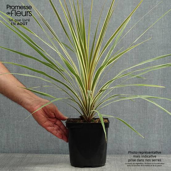 Cordyline australis Torbay Dazzler Pot de 2L/3L - Image 2