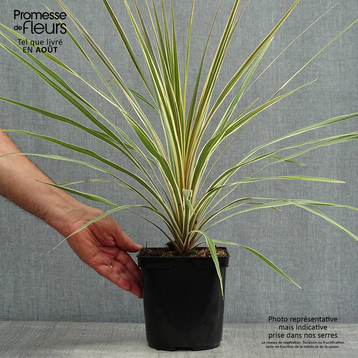 Cordyline australis Torbay Dazzler Pot de 2L/3L - Image 2