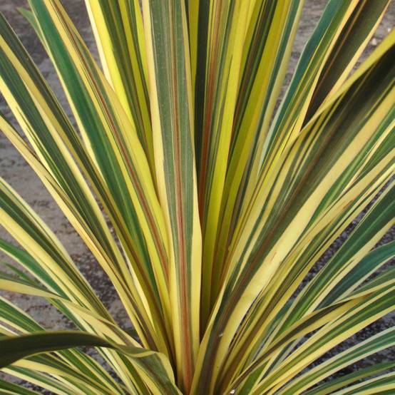 Cordyline australis Torbay Dazzler Pot de 2L/3L - Image 1
