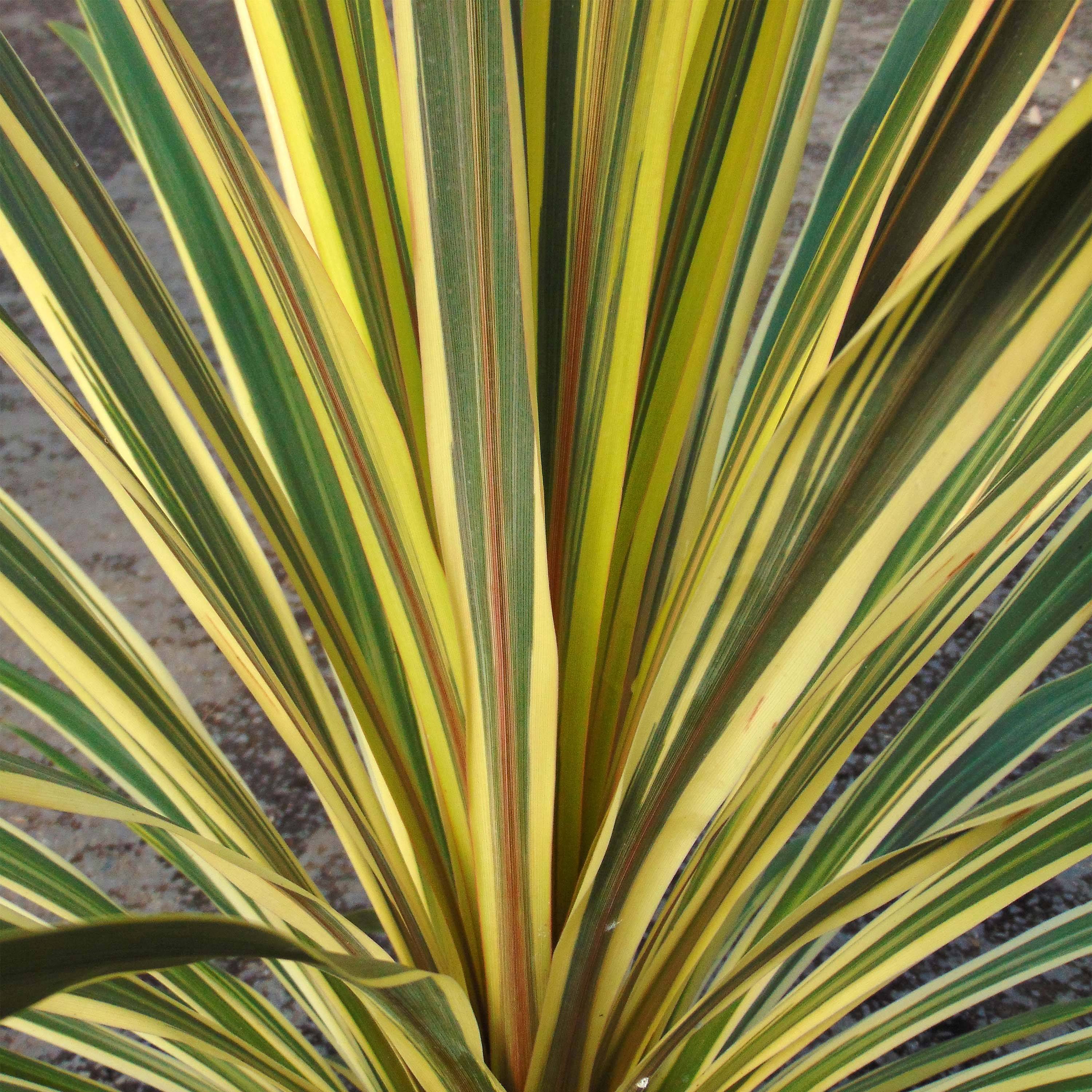 Cordyline australis Torbay Dazzler Pot de 2L/3L - Image 1