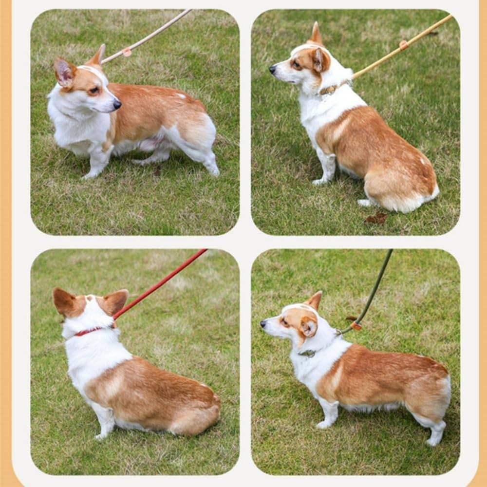DtopbuyAge - Laisse de dressage pour chiens et chats DtopbuyAge - Image 3