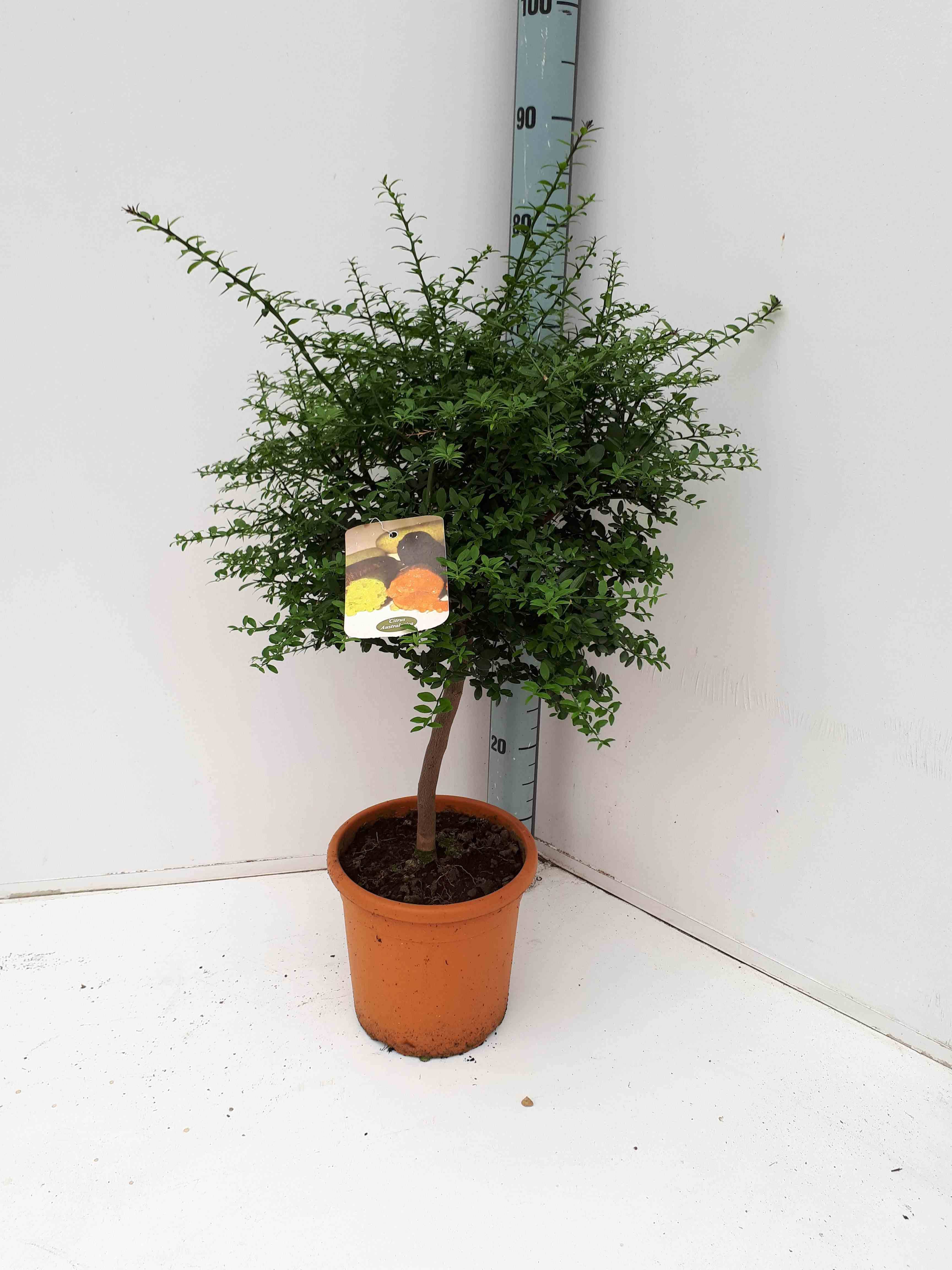 0 - Microcitrus australasica (Caviar de citron) Pot de 10L 100/120cm - Image 1