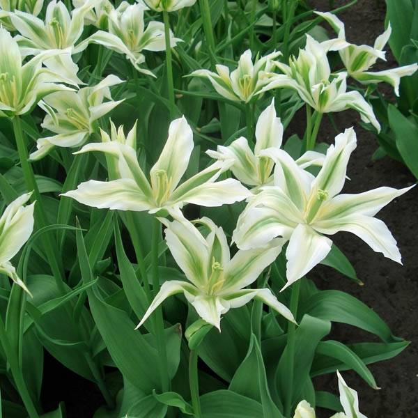 Promesse de Fleurs - Tulipe Fleur de Lis Greenstar Bulbe calibre 11+ (par 6)