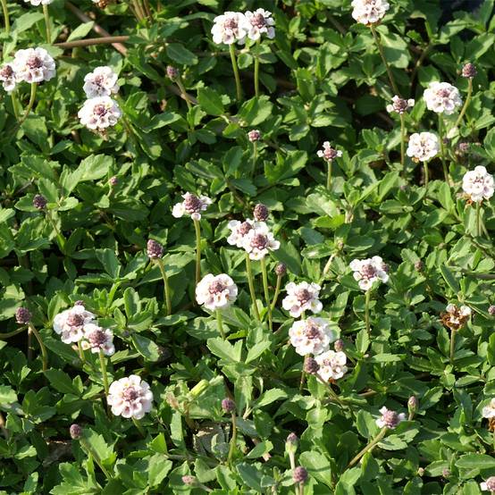 Phyla nodiflora var. canescens - Lippia nodiflora Godet de 7/8 cm