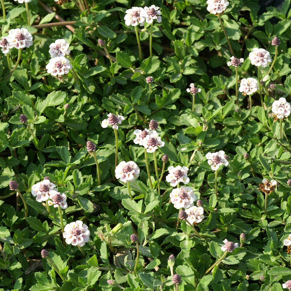 Phyla nodiflora var. canescens - Lippia nodiflora Godet de 7/8 cm