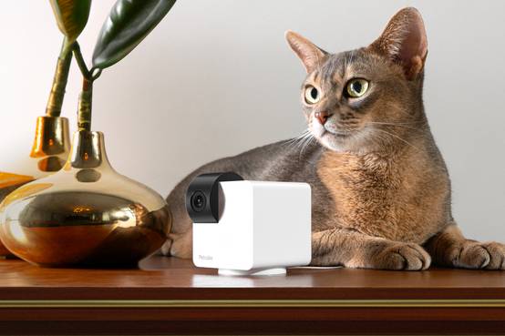 Petcube Cam 360 - Caméra de surveillance pour animaux - Image 5