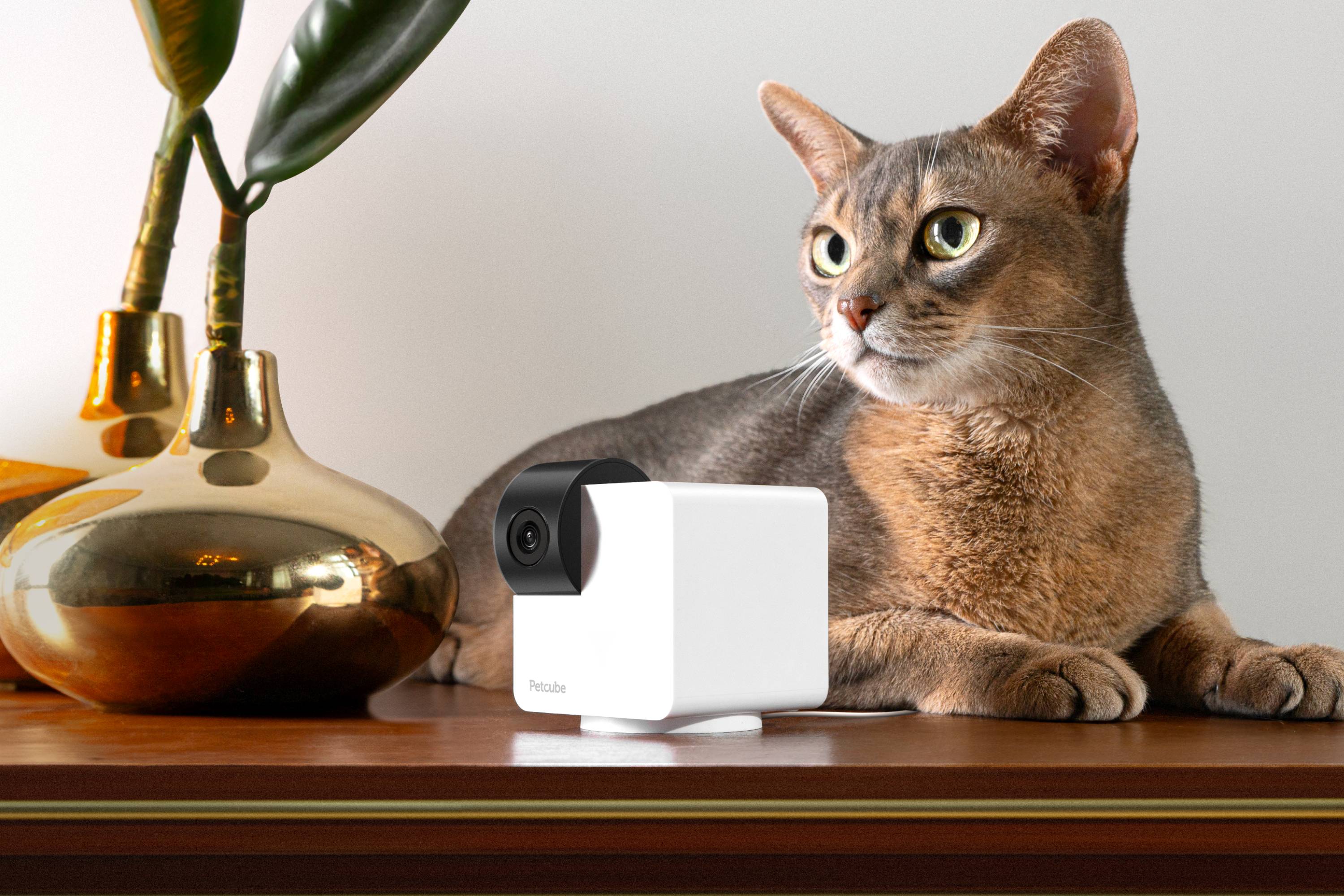 Petcube Cam 360 - Caméra de surveillance pour animaux - Image 5