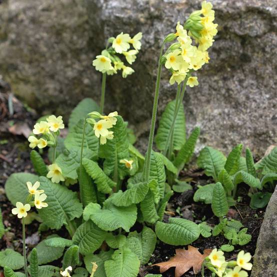 Promesse de Fleurs - Primevère élevée - Primula elatior Godet de 8/9 cm