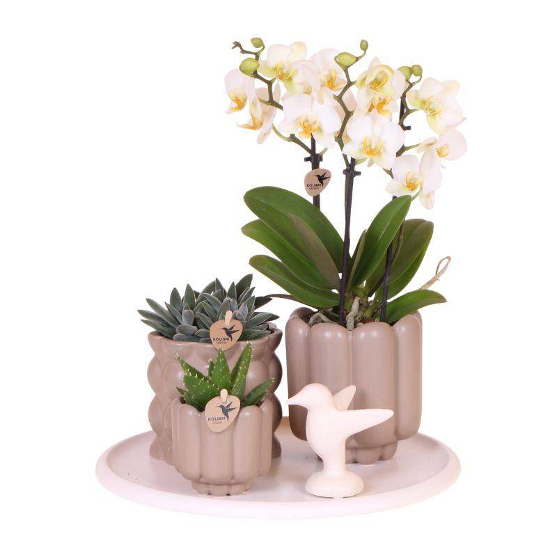Slow Living - H35cm - Image 1