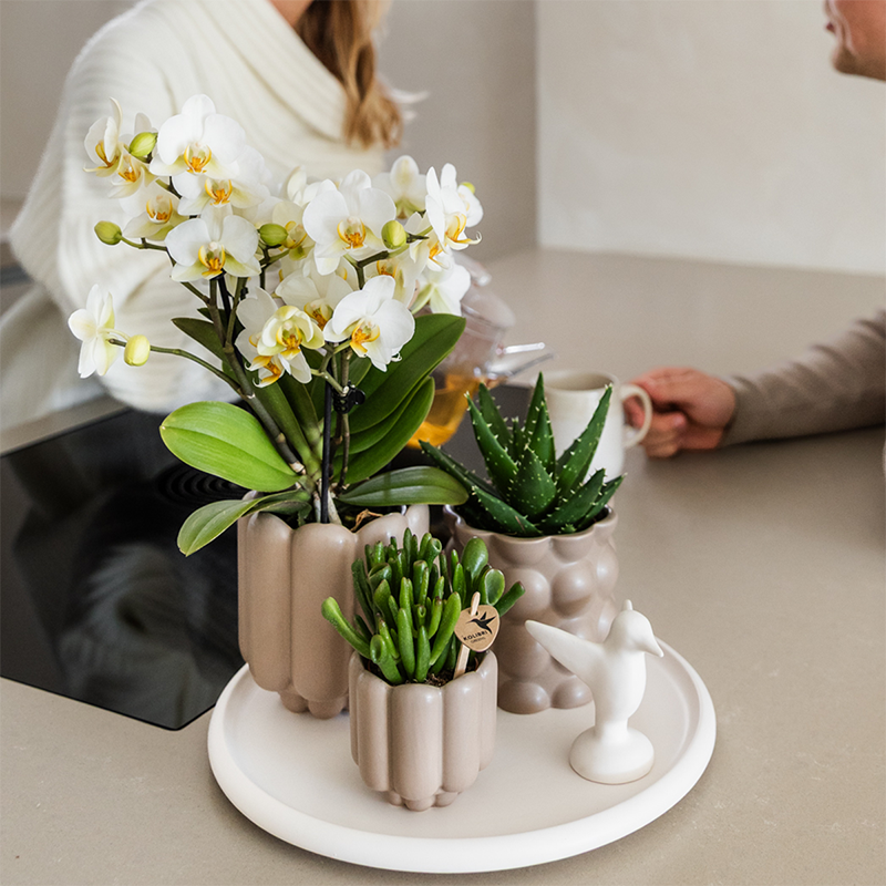 Slow Living - H35cm - Image 3
