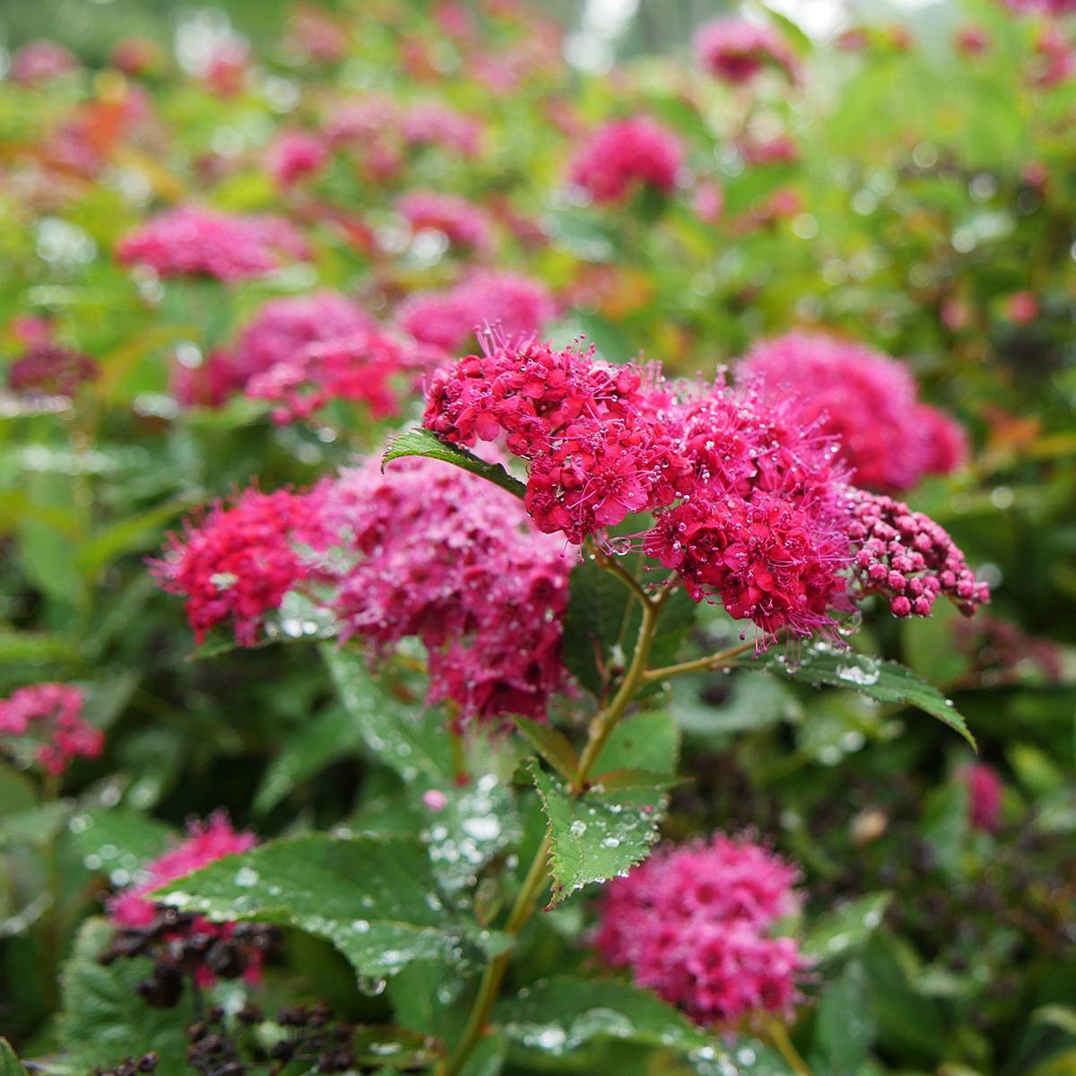 Promesse de Fleurs - Spirée japonaise Double Play Doozie Proven Winners - Spiraea japonica Pot de 7,5L/10L