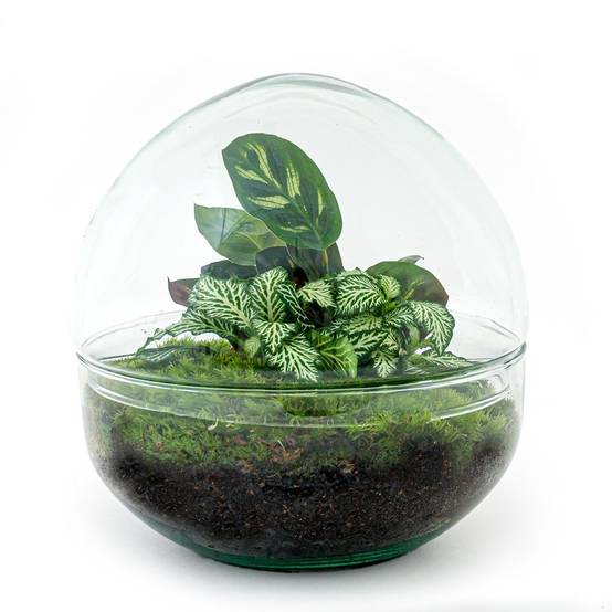 Kit Terrarium Diy - D20 H20cm - Image 5