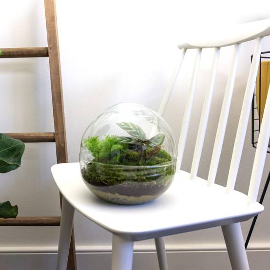 Kit Terrarium Diy - D20 H20cm - Image 2
